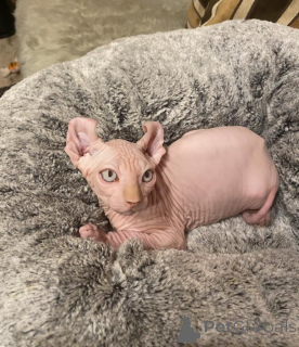 Photo №1. sphynx cat - for sale in the city of Buffalo | negotiated | Announcement № 162937