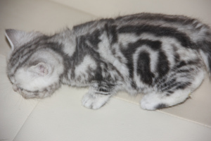 Additional photos: british marble cat