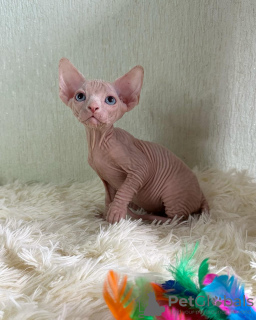 Photo №1. sphynx cat - for sale in the city of West Point | 300$ | Announcement № 53172