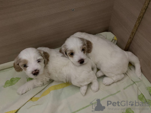 Photo №1. poodle (toy) - for sale in the city of Orenburg | 1041$ | Announcement № 52204