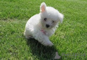 Photo №1. bichon frise - for sale in the city of Port de Sóller | negotiated | Announcement № 133964
