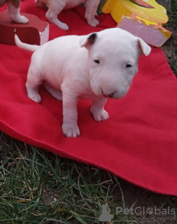 Photo №1. bull terrier - for sale in the city of Москва | negotiated | Announcement № 18144