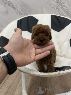 Photo №1. poodle (toy) - for sale in the city of ODžaci | negotiated | Announcement № 156680