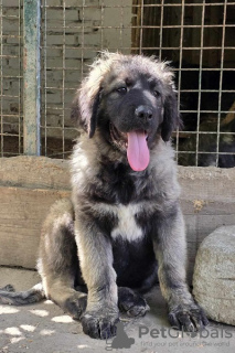 Photo №1. caucasian shepherd dog - for sale in the city of Loznica | negotiated | Announcement № 107807