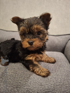 Photo №3. Purebred Yorkshire Terrier puppies. Latvia