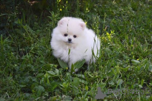 Photo №1. pomeranian - for sale in the city of Bamberg | 380$ | Announcement № 119497