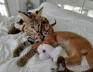 Photo №1. savannah cat - for sale in the city of Enontekiö | negotiated | Announcement № 169483