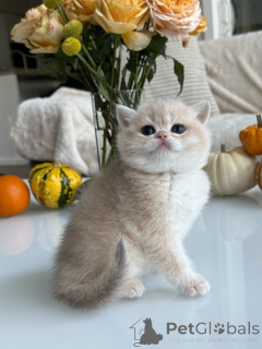 Photo №1. british shorthair - for sale in the city of Czech | negotiated | Announcement № 178097