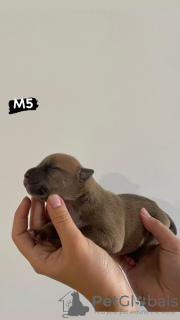 Additional photos: AMERICAN BULLY Xl