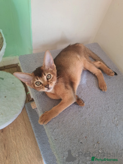 Photo №1. abyssinian cat - for sale in the city of Huldenberg | 526$ | Announcement № 172207