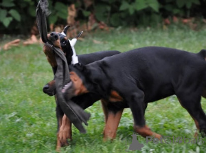Photo №2 to announcement № 146458 for the sale of dobermann - buy in Germany private announcement