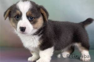 Photo №1. welsh corgi - for sale in the city of Афины | 264$ | Announcement № 98641