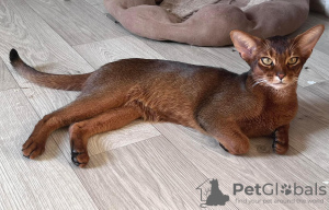 Photo №2 to announcement № 8959 for the sale of abyssinian cat - buy in Belarus from nursery