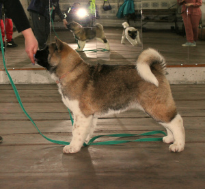Photo №1. american akita - for sale in the city of Yekaterinburg | 813$ | Announcement № 4827