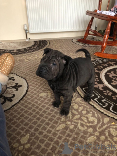 Photo №1. shar pei - for sale in the city of Корк | Is free | Announcement № 124163