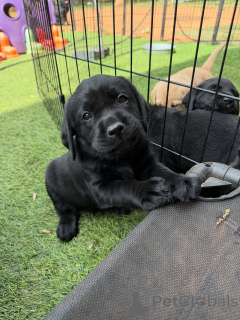 Photo №1. labrador retriever - for sale in the city of Copenhague | negotiated | Announcement № 171281