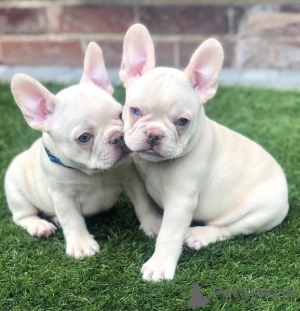 Photo №1. french bulldog - for sale in the city of Colorado City | negotiated | Announcement № 135569
