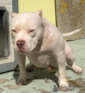 Additional photos: American Pocket Bully puppies