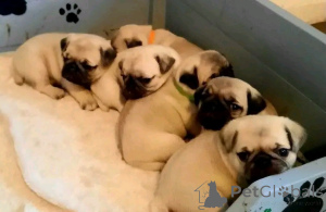 Photo №4. I will sell pug in the city of Warsaw. private announcement - price - 1129$