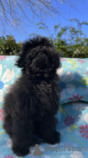 Photo №2 to announcement № 45495 for the sale of poodle (toy) - buy in Italy private announcement