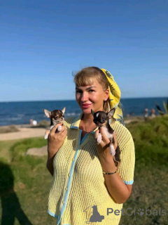 Photo №2 to announcement № 167174 for the sale of chihuahua - buy in United States breeder