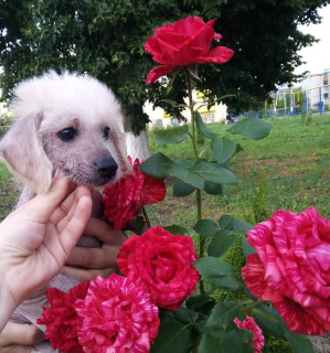 Photo №4. I will sell chinese crested dog in the city of Belgorod. private announcement - price - 236$