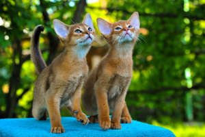 Photo №1. abyssinian cat - for sale in the city of Velikiy Novgorod | 390$ | Announcement № 2963