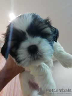 Photo №2 to announcement № 81125 for the sale of lhasa apso, shih tzu - buy in Latvia private announcement, from nursery, breeder
