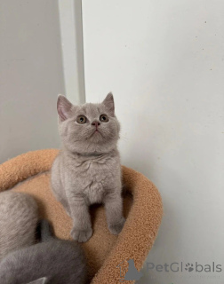 Photo №1. british shorthair - for sale in the city of Bertrand | Is free | Announcement № 165693