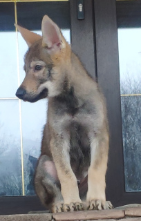 Additional photos: Czechoslovakian wolfdog puppies for sale