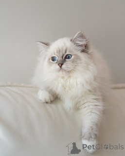 Photo №3. Ready for pickup and shipping. Gentle giant in the making. Finland