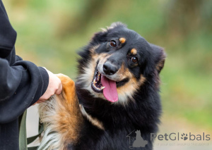 Photo №4. I will sell non-pedigree dogs in the city of Moscow river. private announcement - price - Is free