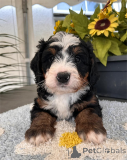 Photo №1. bernese mountain dog - for sale in the city of HanStedt | 361$ | Announcement № 154616
