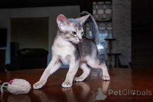 Photo №3. Abyssinian kids - 2 boys and girl. Ukraine