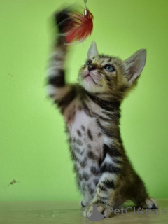 Photo №2 to announcement № 149495 for the sale of bengal cat - buy in Poland breeder