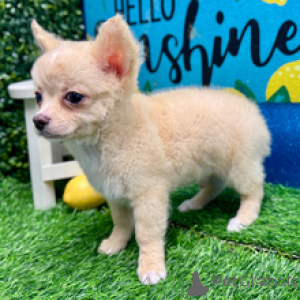 Photo №2 to announcement № 172240 for the sale of chihuahua - buy in Germany from nursery