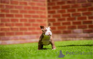 Photo №1. american bully - for sale in the city of Grömitz | 361$ | Announcement № 154313
