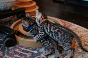 Photo №1. bengal cat - for sale in the city of Ohio City | 300$ | Announcement № 31243