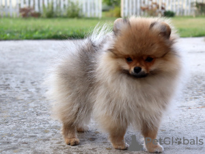 Additional photos: Pomeranian Girl, Orange Sable