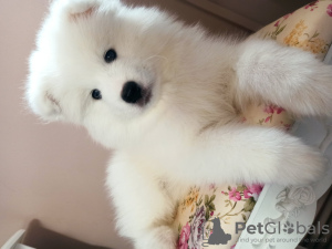 Photo №4. I will sell samoyed dog in the city of Bydgoszcz. private announcement - price - negotiated