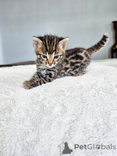 Photo №1. savannah cat - for sale in the city of Berlin | negotiated | Announcement № 167311