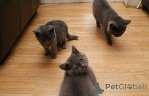 Photo №1. british shorthair - for sale in the city of Antwerp | Is free | Announcement № 165244