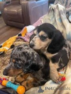 Photo №1. dachshund - for sale in the city of Manchester | 723$ | Announcement № 165699