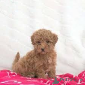 Photo №2 to announcement № 165795 for the sale of poodle (toy) - buy in Italy private announcement, breeder