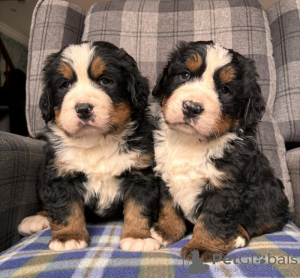 Additional photos: Stunning Bernese Mountain Dog Puppies