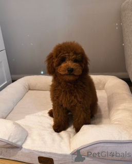 Photo №2 to announcement № 156493 for the sale of poodle (toy) - buy in Germany breeder