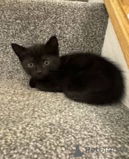 Photo №2 to announcement № 164673 for the sale of bombay cat - buy in Finland private announcement, breeder