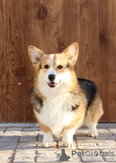 Photo №2 to announcement № 59923 for the sale of welsh corgi - buy in Russian Federation private announcement