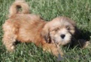 Photo №3. Lhasa Apso for sale. Germany