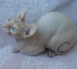 Photo №1. sphynx-katze - for sale in the city of Odessa | 1500$ | Announcement № 5079